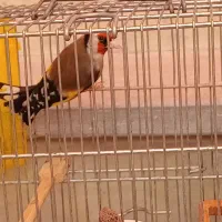 سهره|پرنده|اراک, |دیوار