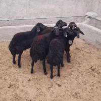 بره ماده   گوسفند