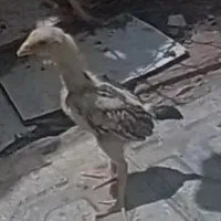 جوجه لاری درجه یک خروس پشت آتیشی