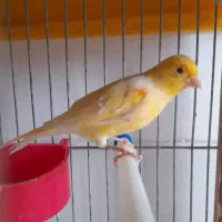 قناری نر دهن سهره میزنه