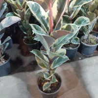 انواع فیکوس و بنسای جیسینگ|گل و گیاه طبیعی|رشت, حمیدیان|دیوار