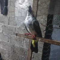 کبوتر تیر ماه