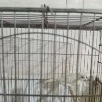 فروش قناری نر