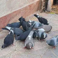 کبوتر. پلاکی .پلنک.