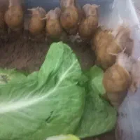 حلزون|خزنده|ماهان, |دیوار