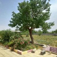 باغ ۵ هزار متری اشتیان فرمهین روستای کودزر