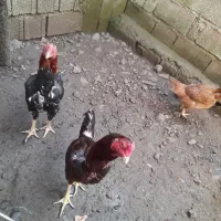 مرغ وخروس لاری