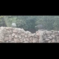 مرغ شاخدار|حیوانات مزرعه|کازرون, |دیوار