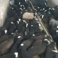 فروش بره نر پرواربندی