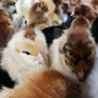 جوجه محلی گلپایگان|حیوانات مزرعه|لاهیجان, کوی خزر|دیوار