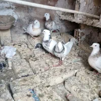 طوقی مهر مهر