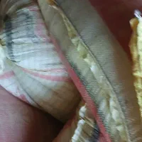 فروش|حیوانات مزرعه|باشتین, |دیوار