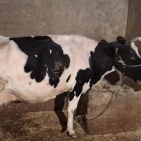 گاو سیمینتال