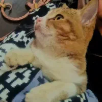 بچه گربه گمشده