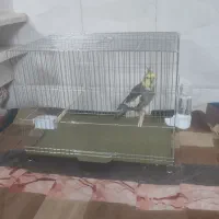 عروس همراه قفس|پرنده|قم, زاویه|دیوار