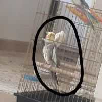 گمشده