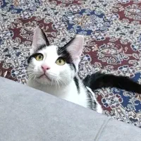 گربه