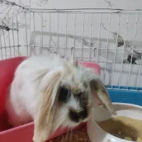 خرگوش خونگی