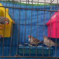 عروس هلندی وفنچ|پرنده|بابا حیدر, |دیوار