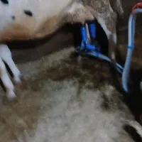 فروش گاو شیری