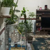 فروش ویلایی دوبلکس/90زمین/170زبربنا /3خواب /خ بعثت|فروش خانه و ویلا|دزفول, |دیوار