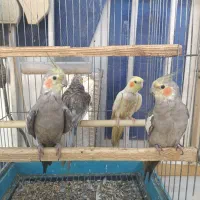 اگر چیز خوبی داری باهات عوض میکنم|پرنده|اهواز, پردیس|دیوار
