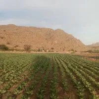 فروش زمین کشاورزی و باغی|فروش زمین و ملک کلنگی|فسارود, |دیوار