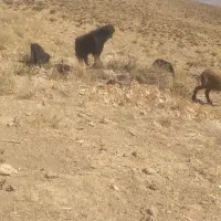 دوبردرجه
