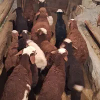 میش و بره  گوسفند