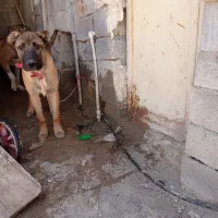 سگ سرابی|سگ|بهبهان, |دیوار