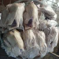 تماس بگیرین برای سفارش اردک محلی خروس محلی