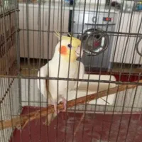 عروس هلندی سخنگو ماده