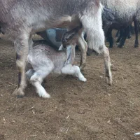 بزغاله و بره شیری