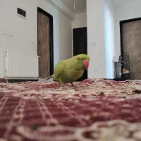 طوطی ملنگو نر