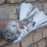 کفتر پرشی|پرنده|قم, باغ شازده|دیوار