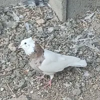 طوقی نر|پرنده|اردل, |دیوار
