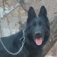 واگذاری سگ ژرمن بلک موبلند کینگ شولاین نر|سگ|تهران, مجیدآباد|دیوار