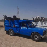 خرید فروش انواع اسب پالاونی