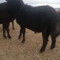 قوچ میش بز بره