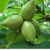 انواع گردو های خوشه ای|خدمات باغبانی و درختکاری|مشهد, پردیس|دیوار