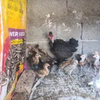 مرغ گردن گلابی جوجه‌دار