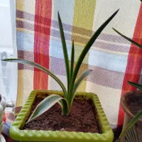 گل های اپارتمانی