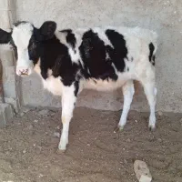 گاو گوساله.تلیسه.