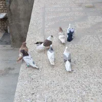 پرنده|پرنده|خرم‌آباد, |دیوار