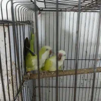 راهب آماده آماده|پرنده|بابل, |دیوار