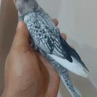 جوجه عروس تازه دونخور و سرلاکی