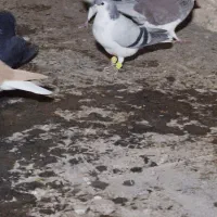 شیر سبز،شیر مگسی،تاقدوم ایدی|پرنده|فیروزه, |دیوار