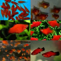 حراج فروش انواع ماهی گیاهخوار بمناسبت یلدا|ماهی|مشهد, سناباد|دیوار