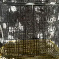 قفس پرنده|لوازم جانبی حیوانات|گرگان, |دیوار