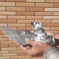 کبوتر پرشی|پرنده|مبارکه, |دیوار